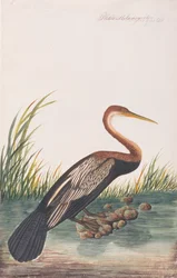 Anhinga d